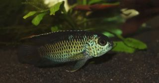 Nádherný samec akarky N.anomala v jednom z našich akvárií 🐟🦚 #nanofish #nanofishcz #akvaristickepotreby #krmiva...