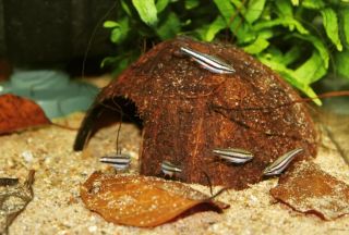 Drobnoústky N.marginatus v jednom z našich akvárií prohledávající kokosovou skořápku v naději, že se na ní ukrývá nějaká...