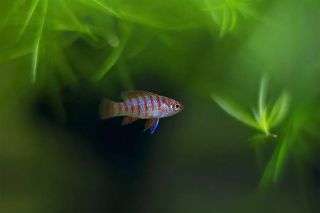 Krásně se vybarvující mladý sameček Dario dario - Ostnáč červený je novým obyvatelem jednoho z našich akvárií. Tyto rybky...