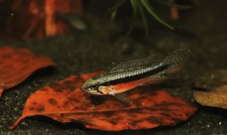 Mladý samec cichlidky A.elizabethae (Super Red) v jednom z našich akvárií. Přestože zatím není žádný velikán, je to pěkný...