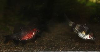 Parmičky purpurové v jednom z našich akvárií. Velmi živé a akční rybky. Samci v dobré náladě ve svém temném šatu působí až...